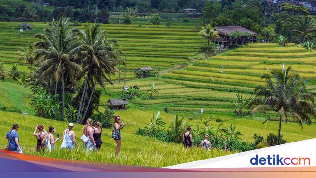 4 Nominasi untuk Tokoh hingga Komunitas di detikBali Awards, Apa Saja?