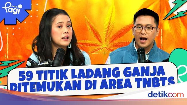 59 Titik Ladang Ganja Ditemukan di Area TNBTS