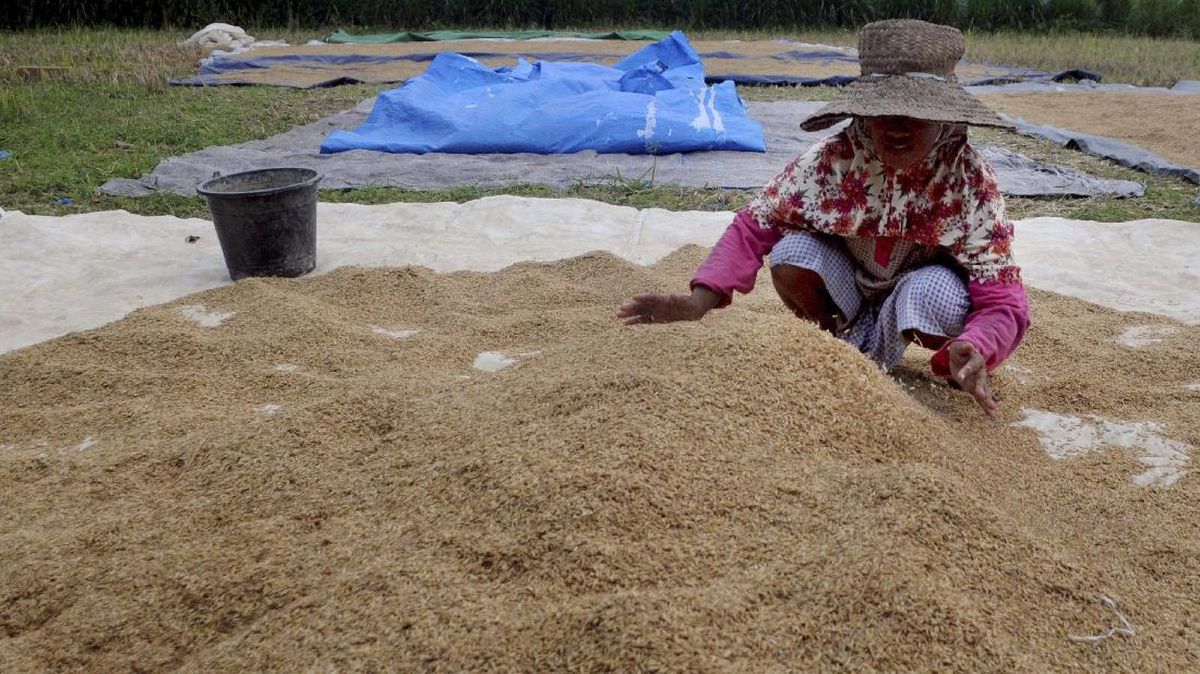 Bulog Kejar Serap Beras Petani di Sulsel 579.938 Ton hingga 30 April