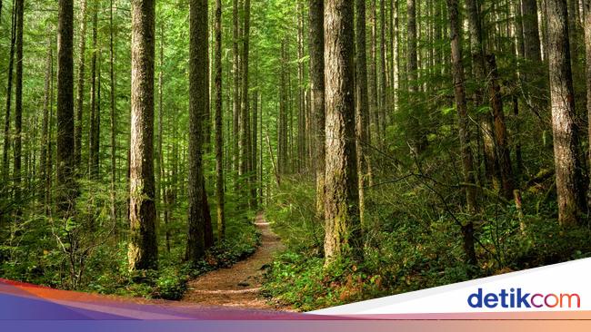 Hari Hutan Internasional 21 Maret 2025: Tema dan Cara Merayakan