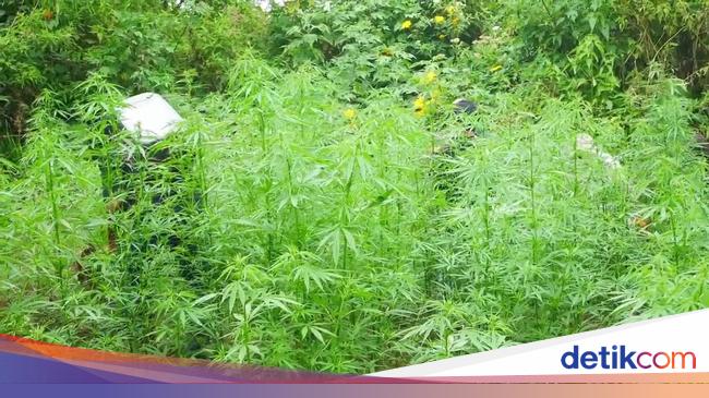 59 Titik Ladang Ganja di TN Bromo Tengger Semeru Ditemukan Pakai Drone