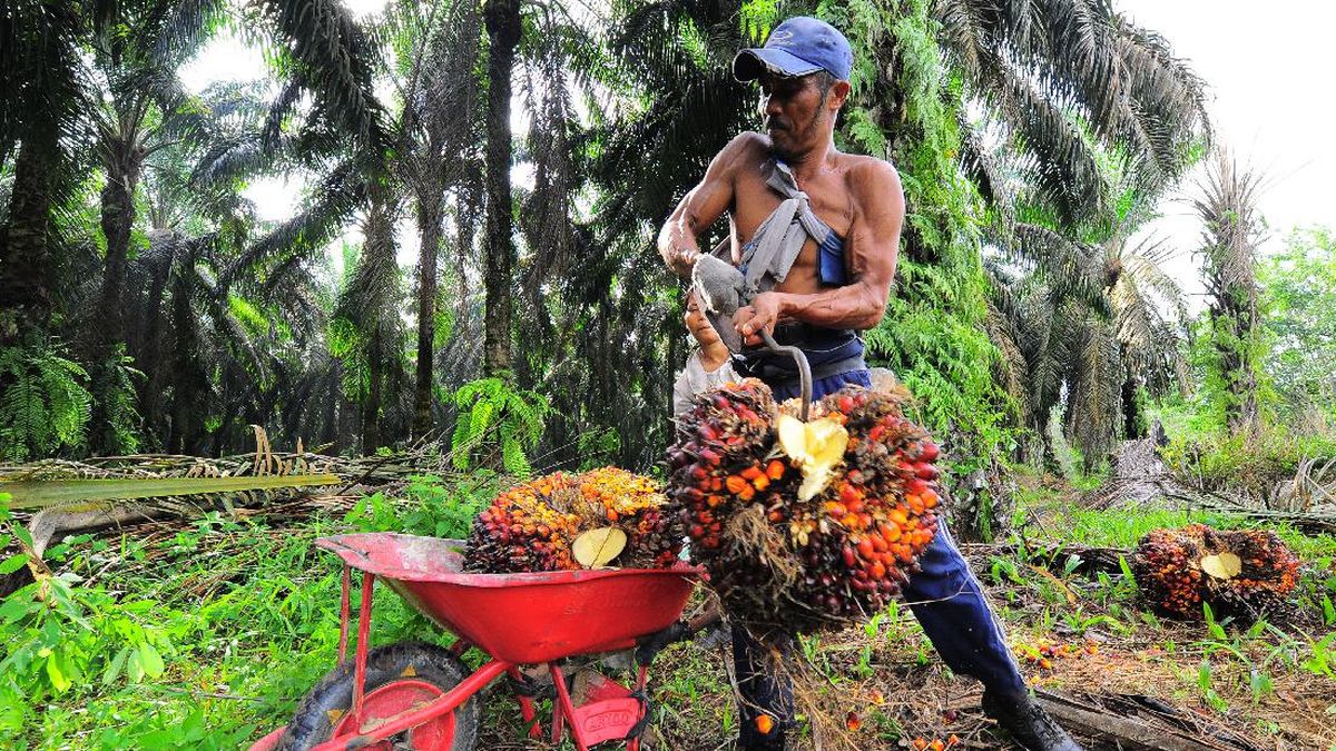 PTPN III Bakal Tambah 59 Ribu Ha Kebun Sawit hingga 2029