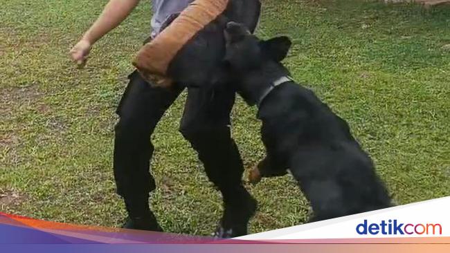 Polda Metro Kerahkan Anjing K9 Amankan Mudik Lebaran, Ini Tugasnya