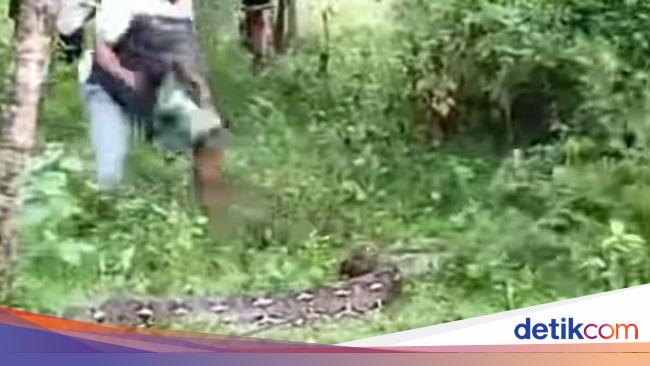 Ular Piton 7 Meter Mati di Bolaang Mongondow Ditebas Warga Usai Makan Sapi