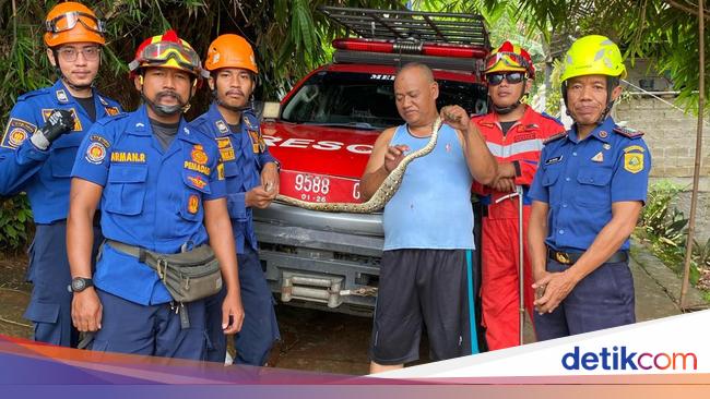 Ular Piton Muncul di Kandang Burung, Warga Bogor Panggil Damkar